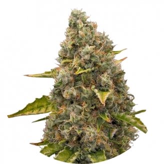 Купить семена марихуаны White Widow Reg. Купить семена марихуаны White Widow Reg.